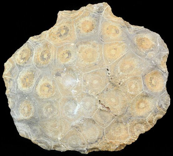 Fossil Coral (Actinocyathus) Head - Morocco #44866